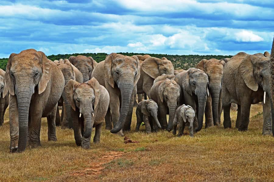Cape Town: Garden Route and Addo Elephant Park 6-Day Safari - Day two: Route 62, Cango Caves, and the Little Karoo