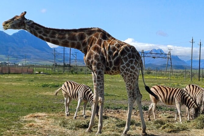 Cape Town Giraffe House, Cheetah Encounter and Wine Tasting Tour - Key things to know before booking