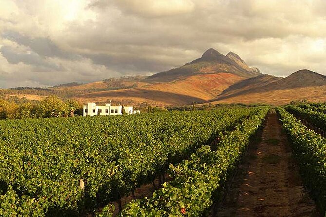 Cape Town Giraffe House, Cheetah Encounter and Wine Tasting Tour - What this private Cape Town day trip is really like