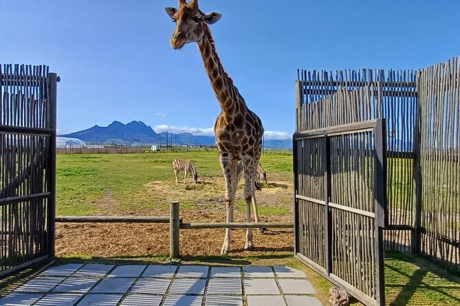 Cape Town Giraffe House, Cheetah Encounter and Wine Tasting Tour - Meeting cheetahs at Cheetah Outreach in Somerset West