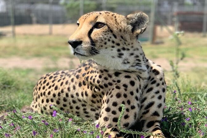 Cape Town Giraffe House, Cheetah Encounter and Wine Tasting Tour - Why the private vehicle matters