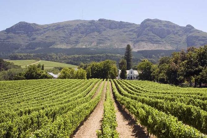 Cape Town Giraffe House, Cheetah Encounter and Wine Tasting Tour - The day’s pacing and practical limits