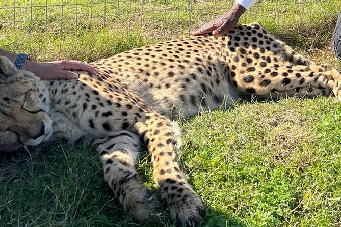 Cape Town Giraffe House, Cheetah Encounter and Wine Tasting Tour - Price, extra costs, and overall value