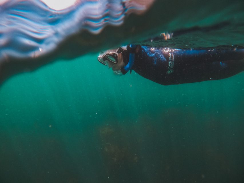 Cape Town: Great African Sea Forest Guided Snorkel - Should you book the Great African Sea Forest Snorkel?