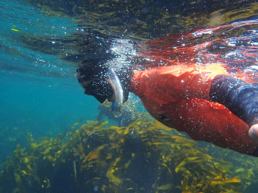 Cape Town: Great African Sea Forest Guided Snorkel - Meeting at False Bay and getting ready