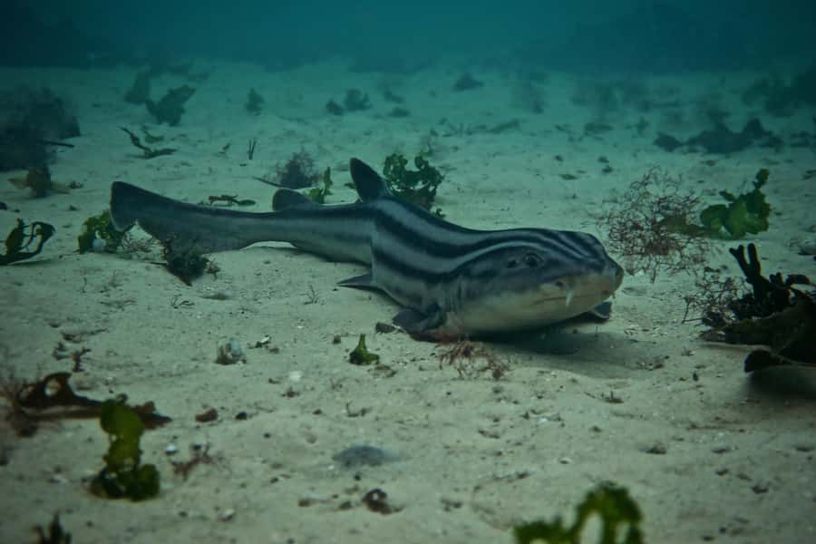 Cape Town: Great African Sea Forest Guided Snorkel - Meeting sea urchins, octopuses, and shysharks