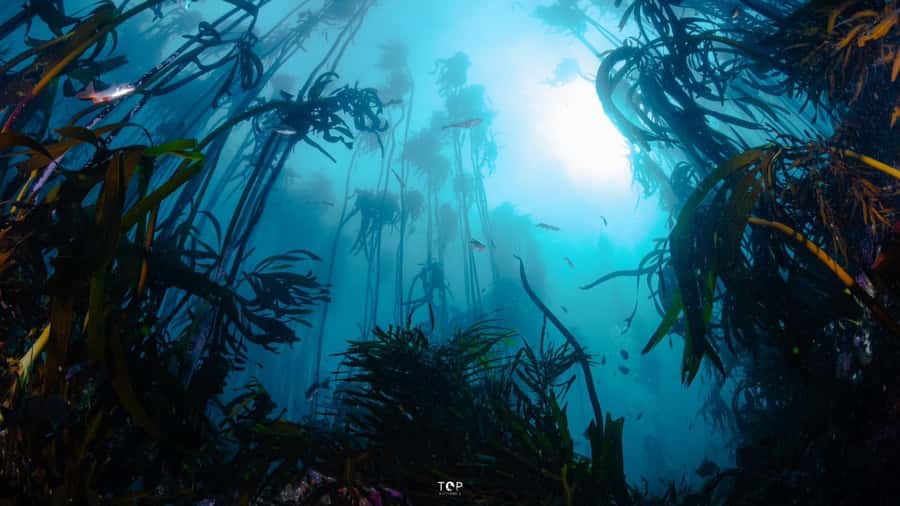 Cape Town: Great African Sea Forest Guided Snorkel - Turning your snorkel into shark research