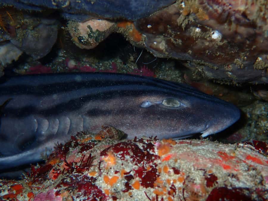 Cape Town: Great African Sea Forest Guided Snorkel - How the two hours feel in practice