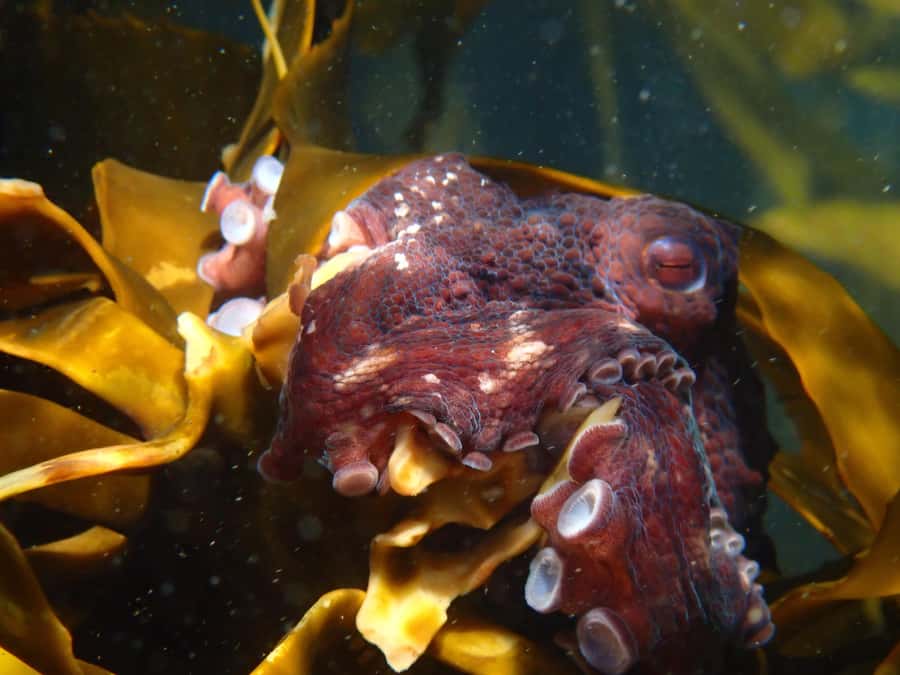 Cape Town: Great African Sea Forest Guided Snorkel - Water conditions, comfort, and the no-coral reality