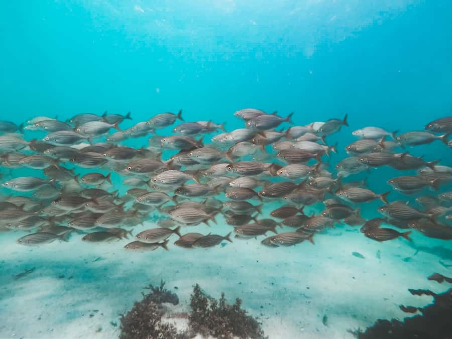 Cape Town: Great African Sea Forest Guided Snorkel - Who will enjoy this Cape Town activity?