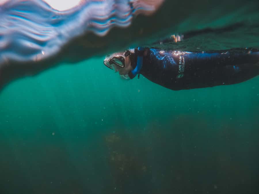 Cape Town: Great African Sea Forest Guided Snorkel - Is $74 good value?