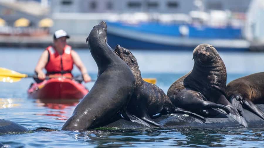 Cape Town: Guided Kayak Tour - Looking beneath the Hout Bay jetties