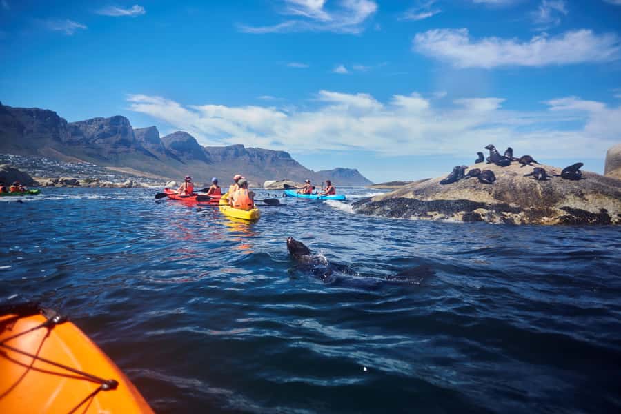 Cape Town: Guided Kayak Tour of Clifton Beaches & The Coast - Returning to Clifton 4th Beach