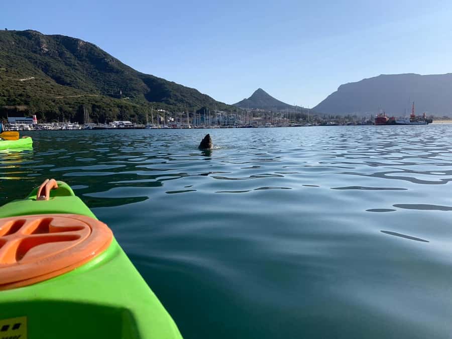 Cape Town: Guided Kayaking in Hout Bay - How hard are two hours of kayaking?