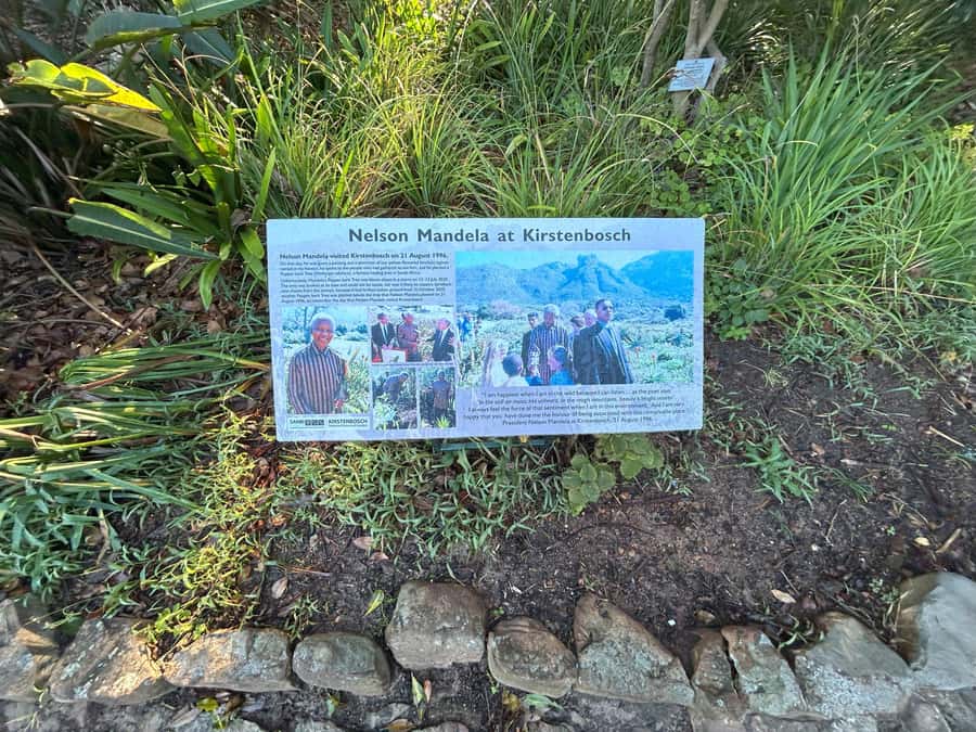 Cape Town: Half Day Table Mountain & Kirstenbosch Gardens - From mountain rock to Cape flora