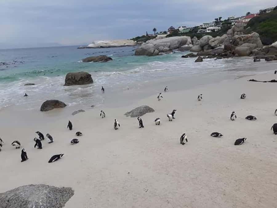 Cape Town: Halfday African Penguin tour - Key points to know before booking