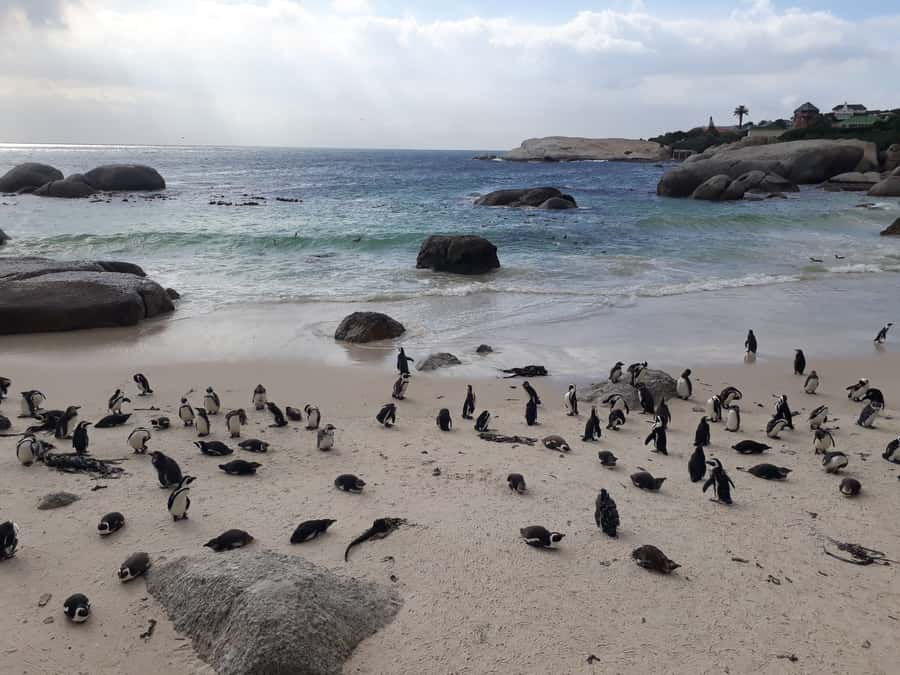Cape Town: Halfday African Penguin tour - Why this five-hour route works