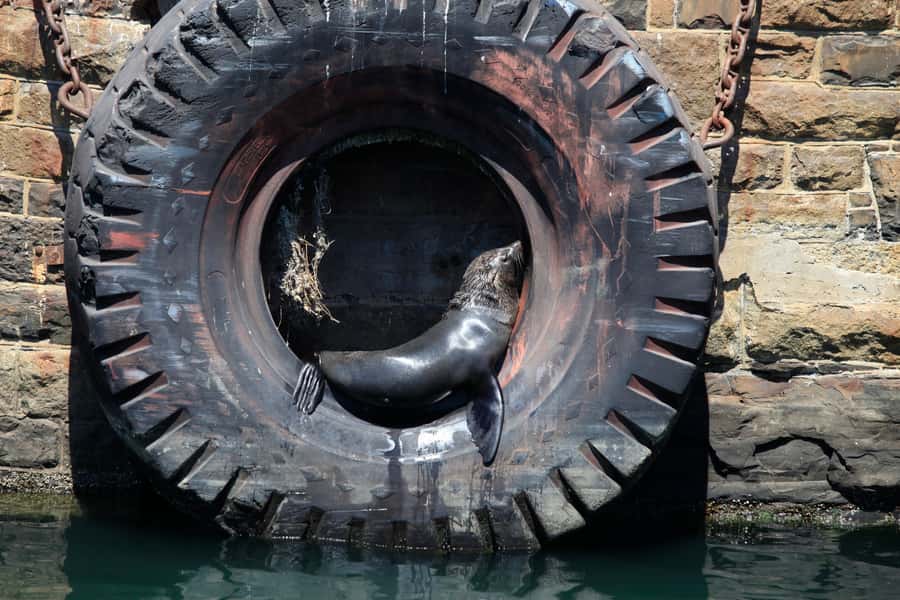Cape Town: Harbor Cruise - Why This Small Cruise Is Worth Your Time