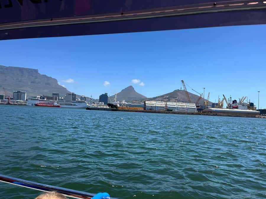 Cape Town: Harbor Cruise - Meeting the Boat at Wild Horizons