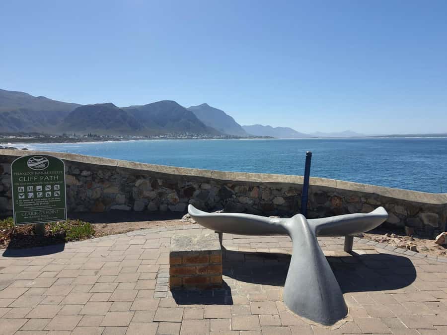 Cape Town: Hermanus Whale Watching Shared Boat & Penguins - Why this Cape Town day trip works