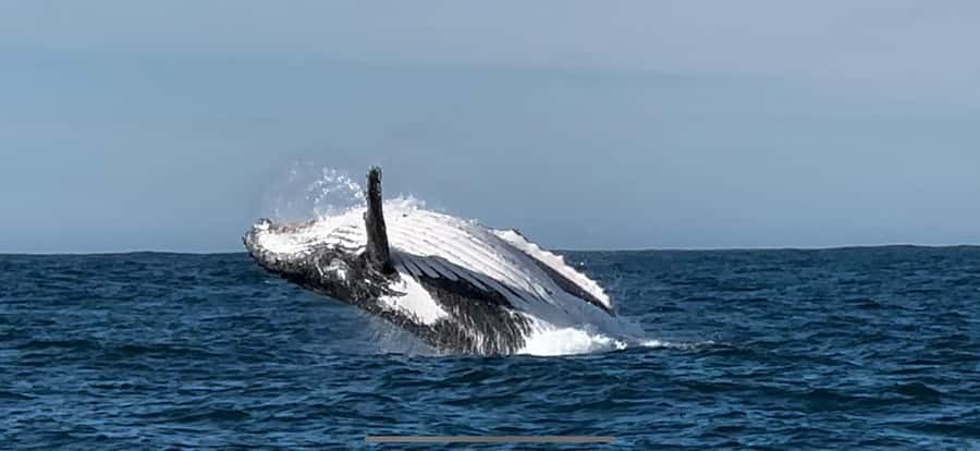 Cape Town: Hermanus Whale Watching Shared Boat & Penguins - What the shared boat trip feels like