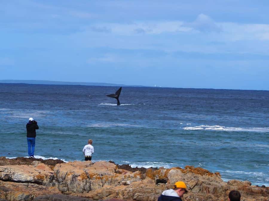 Cape Town: Hermanus Whale Watching Shared Boat & Penguins - The road from Cape Town to Hermanus