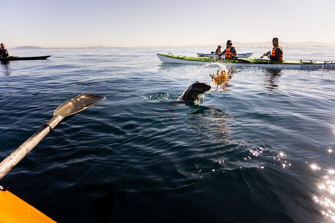 Cape Town Kayak Adventure in Table Mountain Marine Reserve - Wildlife sightings are a bonus, not a promise