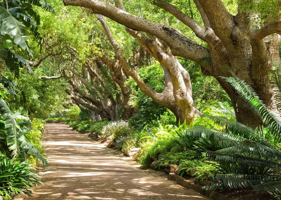 Cape Town: Kirstenbosch Botanical Garden Entry Ticket - Finding calm in the Waterwise Garden
