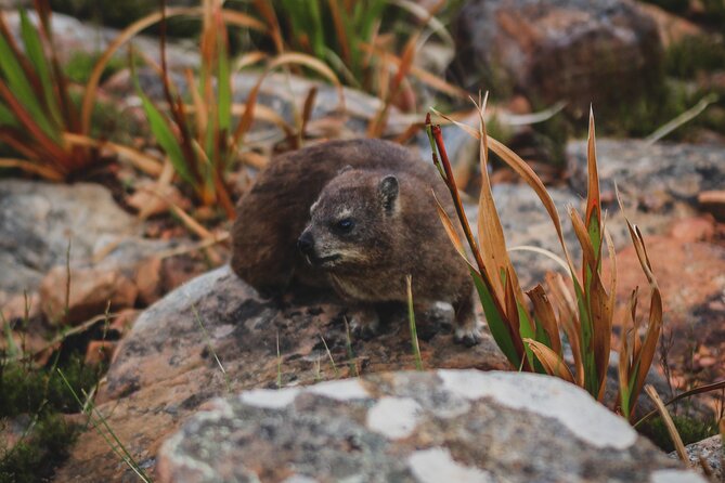 Cape Town: Magical Lion's Head Hike - What the Small Group Changes