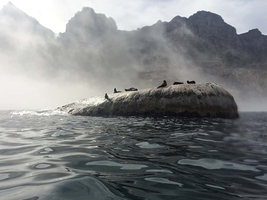Cape Town: Marine Big 5 Ocean Safari from V&A Waterfront - The search for the marine Big 5