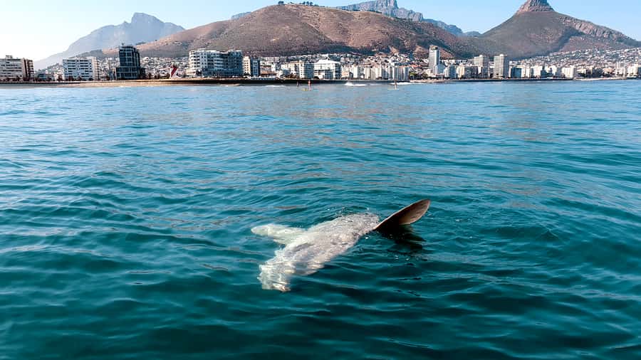 Cape Town: Marine Big 5 Ocean Safari from V&A Waterfront - Wildlife timing and realistic expectations