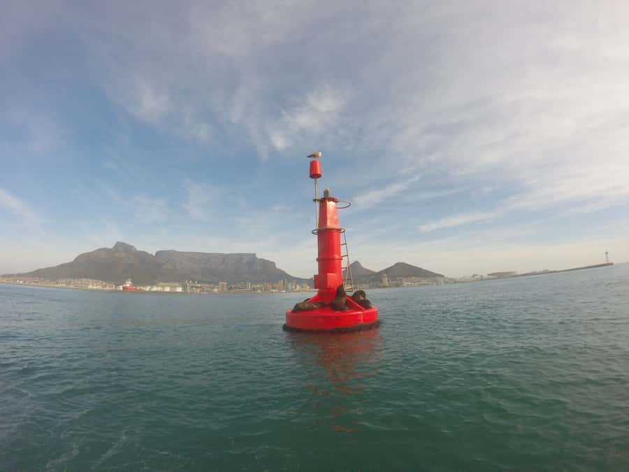 Cape Town: Marine Big 5 Ocean Safari from V&A Waterfront - Weather, comfort, and who should skip it