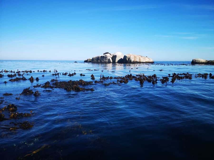 Cape Town: Marine Big 5 Ocean Safari from V&A Waterfront - Booking, cancellation, and practical planning