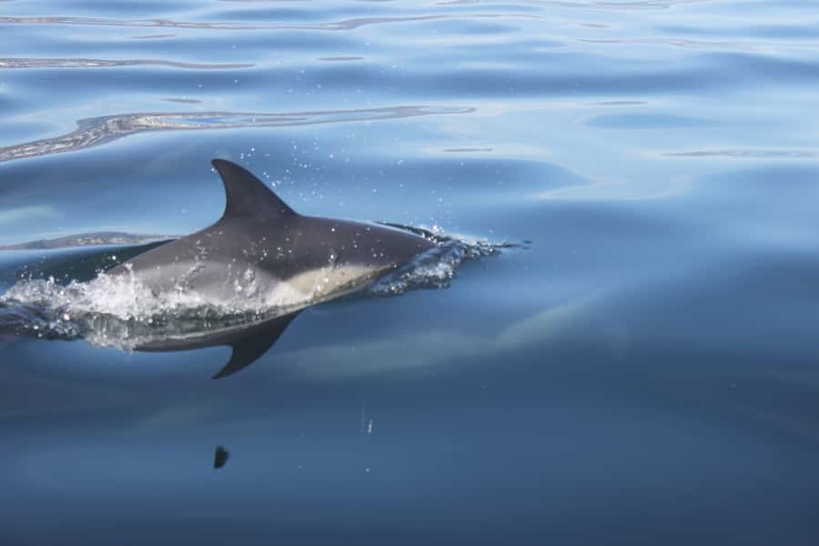 Cape Town: Marine Big 5 Ocean Safari from V&A Waterfront - The catamaran ride and what it feels like