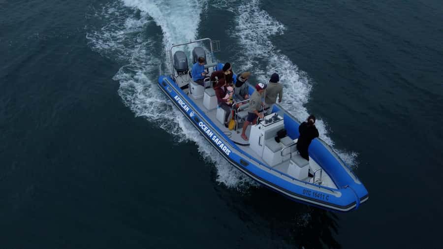 Cape Town: Marine Biologist Led Safari Tour - V&A Waterfront - Key things to know before you go