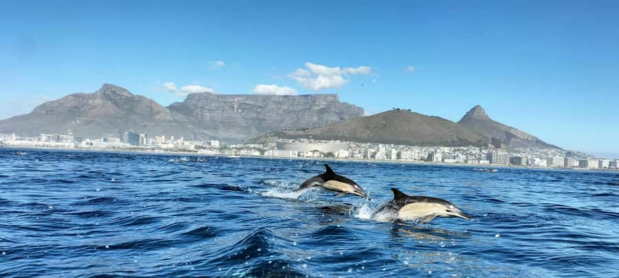 Cape Town: Marine Biologist Led Safari Tour - V&A Waterfront - Table Mountain and Robben Island from the water