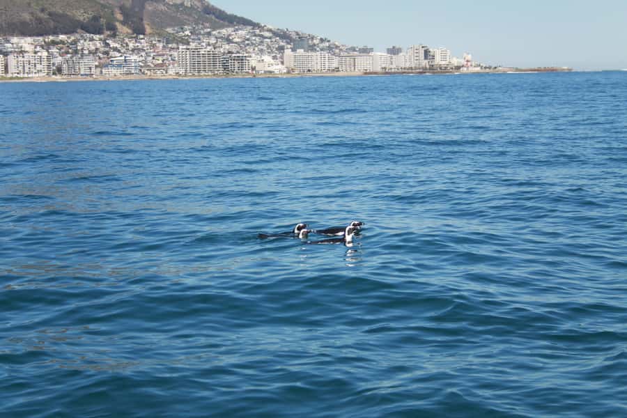 Cape Town: Marine Biologist Led Safari Tour - V&A Waterfront - Dolphins, penguins, seals, and sunfish