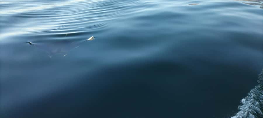 Cape Town: Marine Biologist Led Safari Tour - V&A Waterfront - Weather, clothing, and comfort