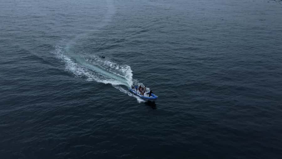 Cape Town: Marine Biologist Led Safari Tour - V&A Waterfront - Who will enjoy this Cape Town safari?