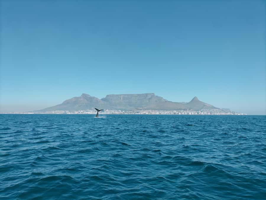 Cape Town: Marine Biologist Led Safari Tour - V&A Waterfront - Why the small RIB boat matters