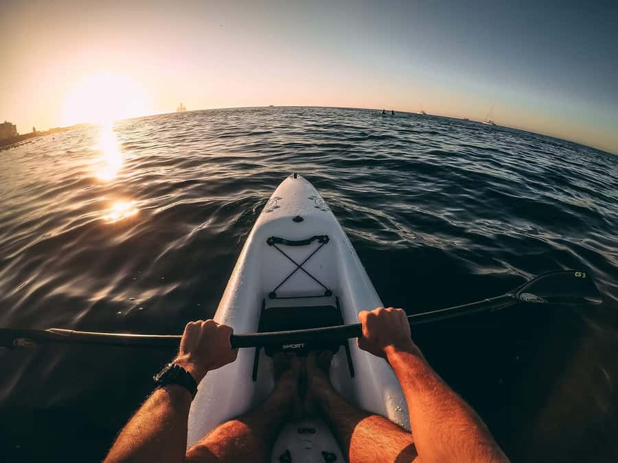Cape Town: Marine Life Kayak Tour From the V&A Waterfront - Looking for dolphins, seals, and penguins