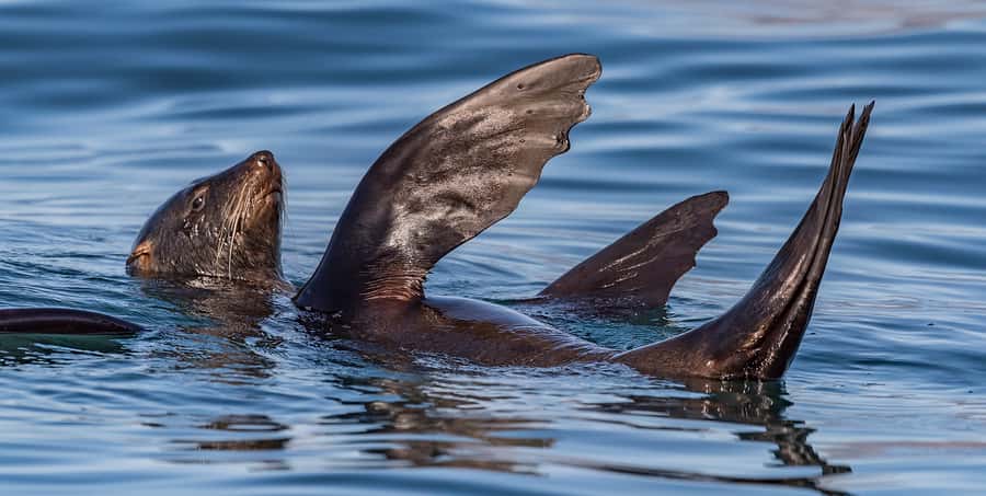 Cape Town: Marine Wildlife Tour from the V&A Waterfront - Who should book this Cape Town eco-cruise?