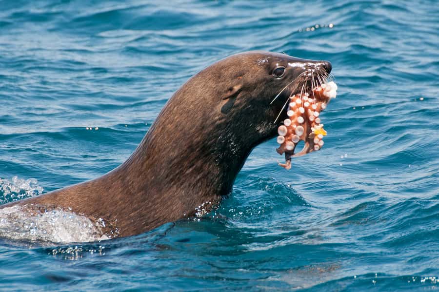 Cape Town: Marine Wildlife Tour from the V&A Waterfront - Finding the boat near the V&A Waterfront