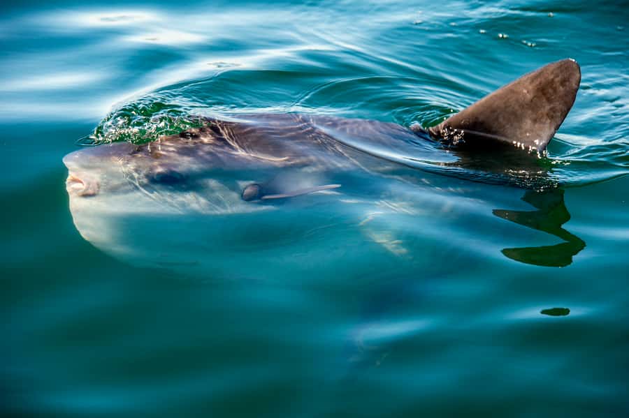 Cape Town: Marine Wildlife Tour from the V&A Waterfront - Dolphins, seals, and penguins are the reliable stars