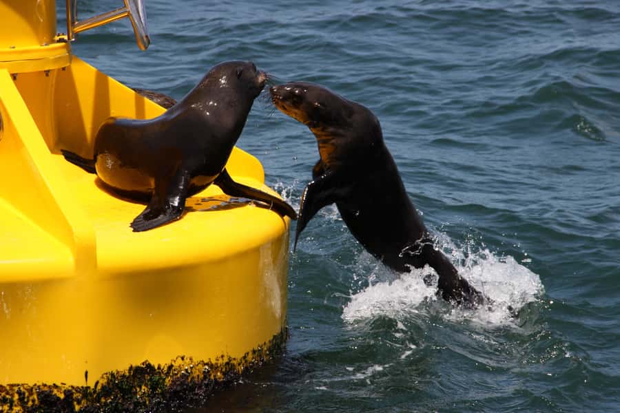 Cape Town: Marine Wildlife Tour from the V&A Waterfront - Whales are seasonal, but not impossible outside winter