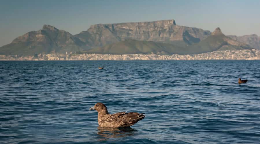 Cape Town: Marine Wildlife Tour from the V&A Waterfront - Table Mountain and Robben Island look different from the sea