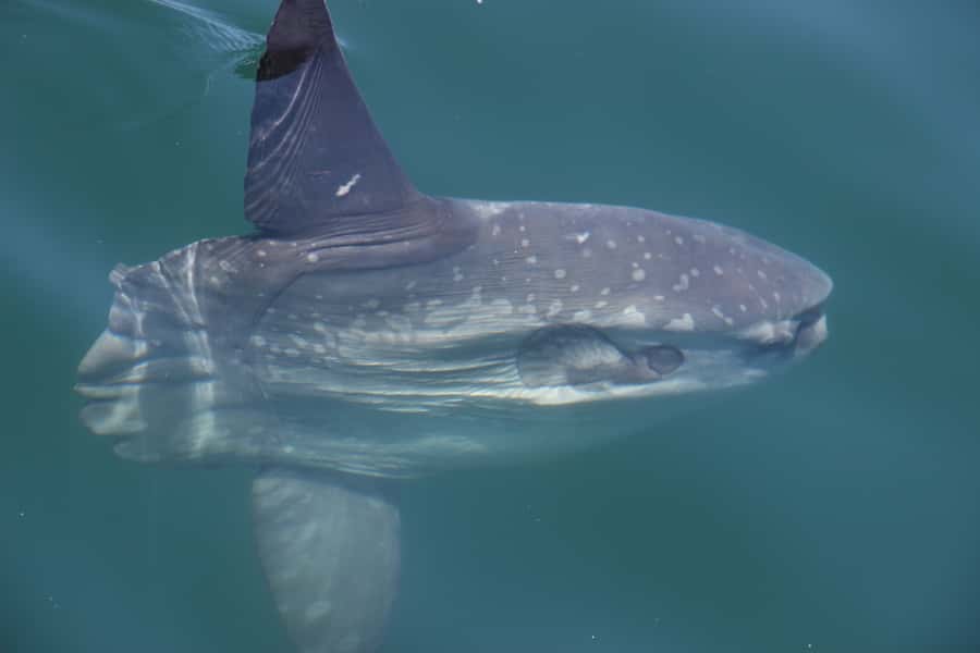 Cape Town: Marine Wildlife Tour from the V&A Waterfront - Seats, boarding, and comfort