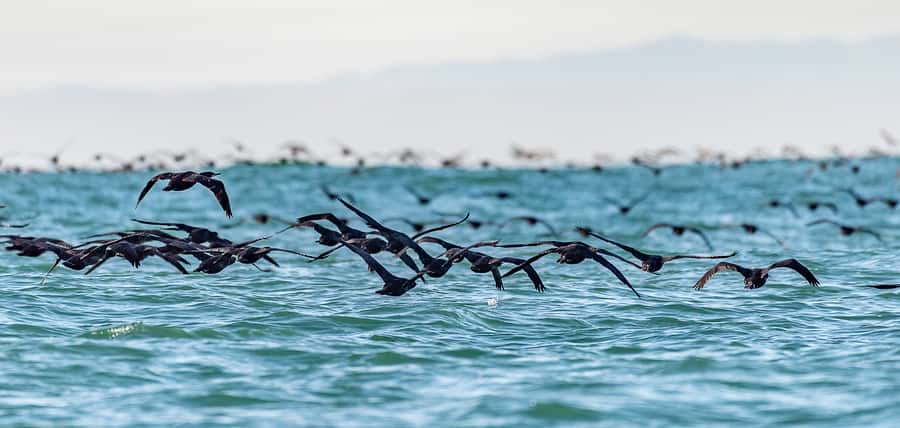 Cape Town: Marine Wildlife Tour from the V&A Waterfront - Is the $61 price fair?