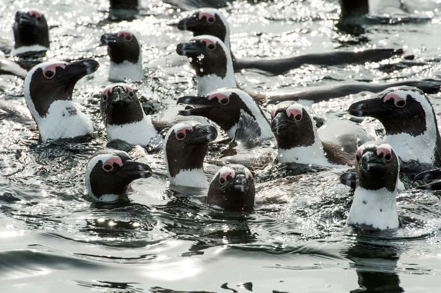 Cape Town: Marine Wildlife Tour from the V&A Waterfront - What the 90-minute cruise actually feels like