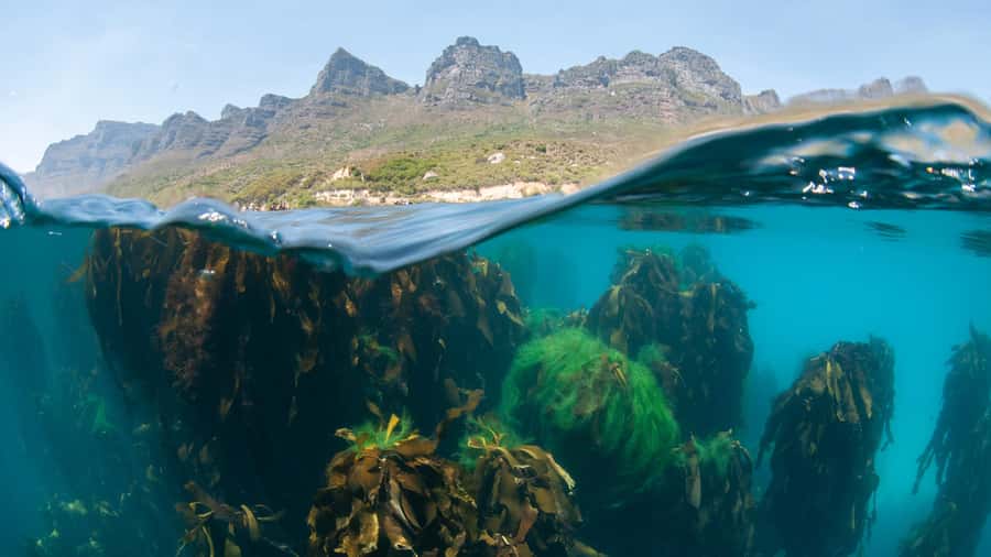Cape Town: Ocean Safari in Hout Bay - A sea route past cliffs, coves, and wrecks